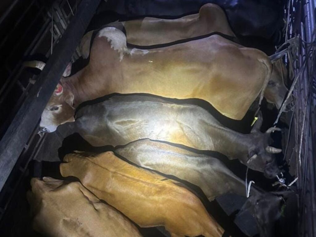 Tak sempat terima upah RM70 kena cekup ‘angkut’ lembu seludup