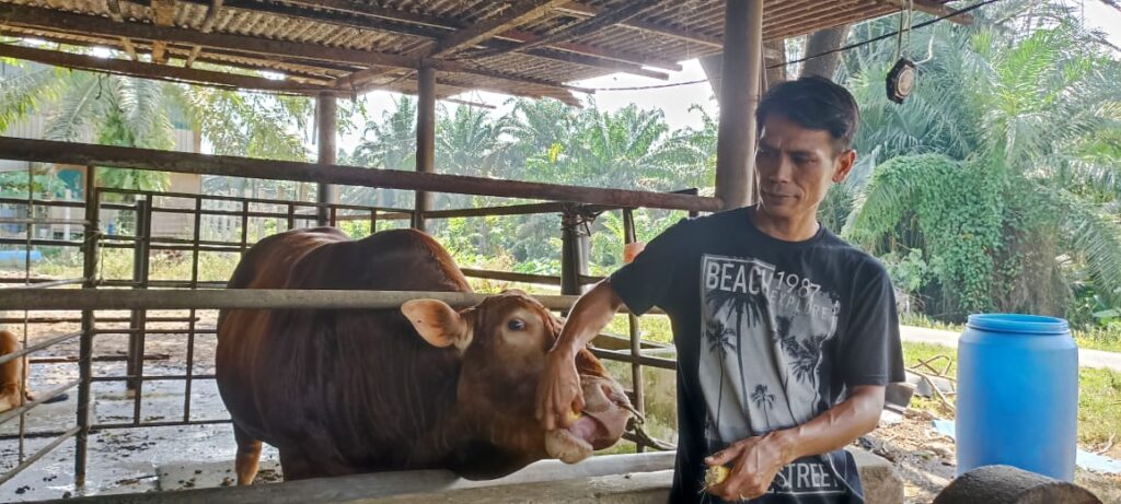 Lembu sado Abdul Latif tidak laku menjelang Aidiladha