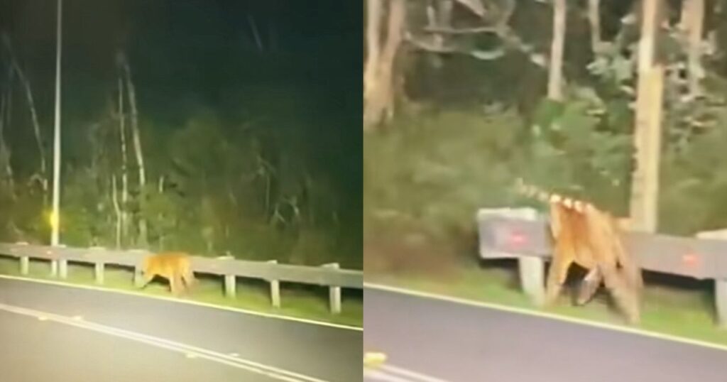 Pemandu lori terkejut jumpa pak belang di Gerik