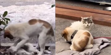 [VIDEO] ‘Siapa langgar kawan dia…?’