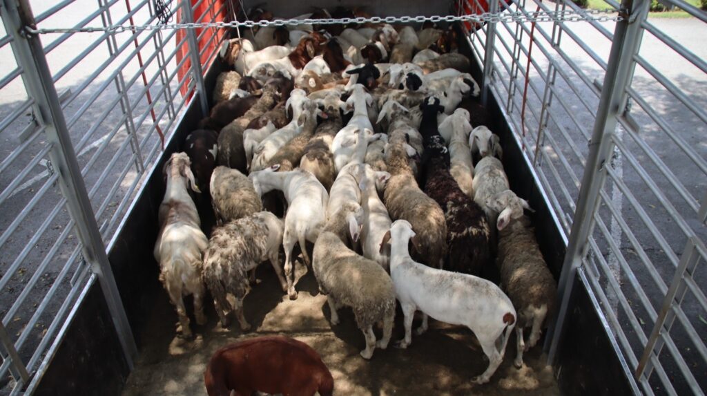 JPV Perak patah cubaan pindah 64 biri-biri, kambing secara haram