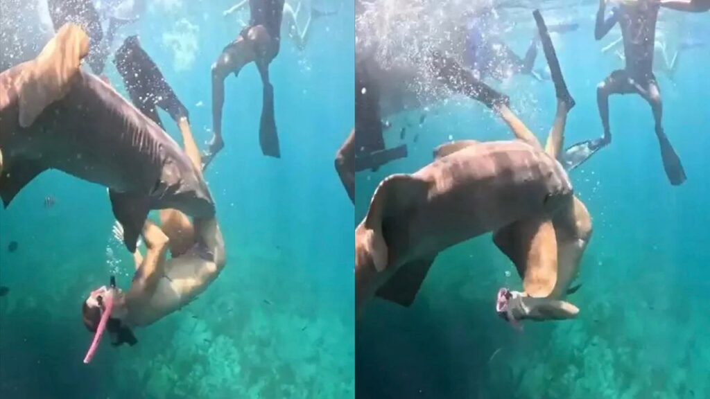 Jerung gigit, enggan lepaskan penyelam wanita