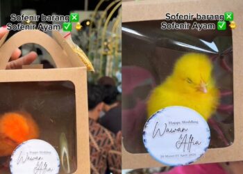 Majlis kahwin bagi buah tangan anak ayam