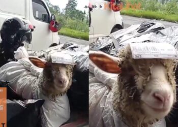 ‘Rider’ terkejut kena hantar biri-biri