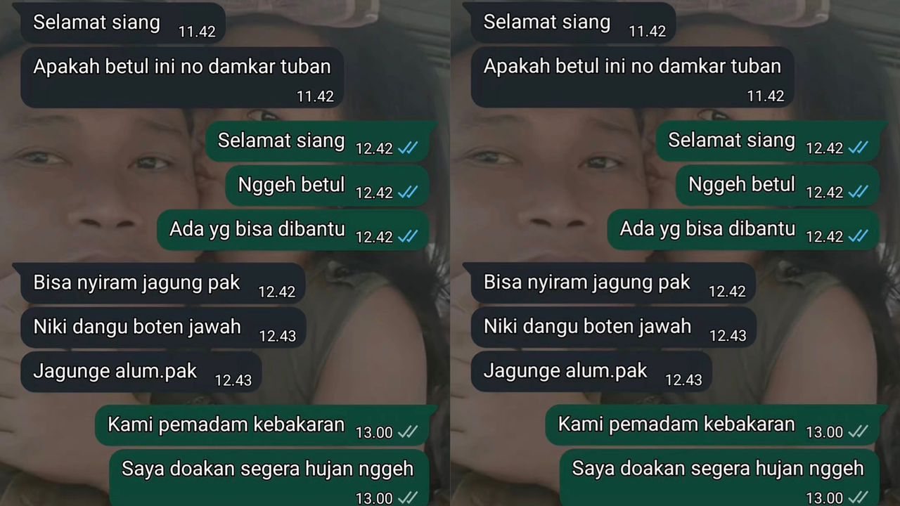 Jagung layu, petani minta bomba siram tanaman