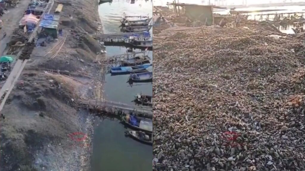 Timbunan kulit kupang tinggi 2 meter terbiar di pantai