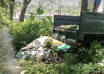 Harga timun murah, peniaga buang saja dalam sungai