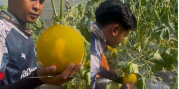 ‘Pancaran’ melon manis beri sinar baharu hidup Shahrul