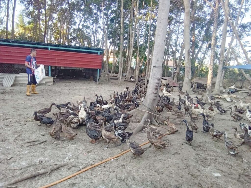 Itik ‘merajuk’ enggan bertelur