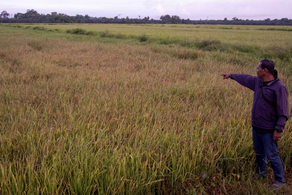 Padi jadi ‘merah’, pesawah tanggung derita