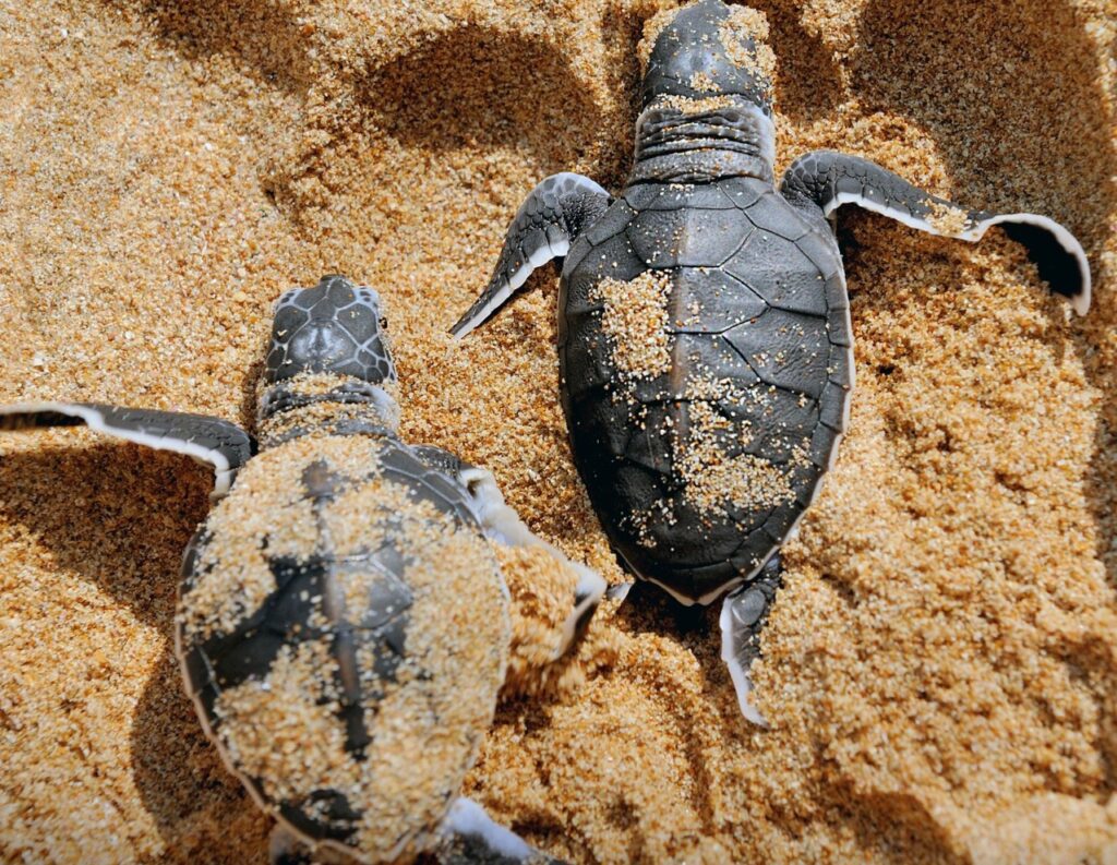 Penyu suka pantai Manjung