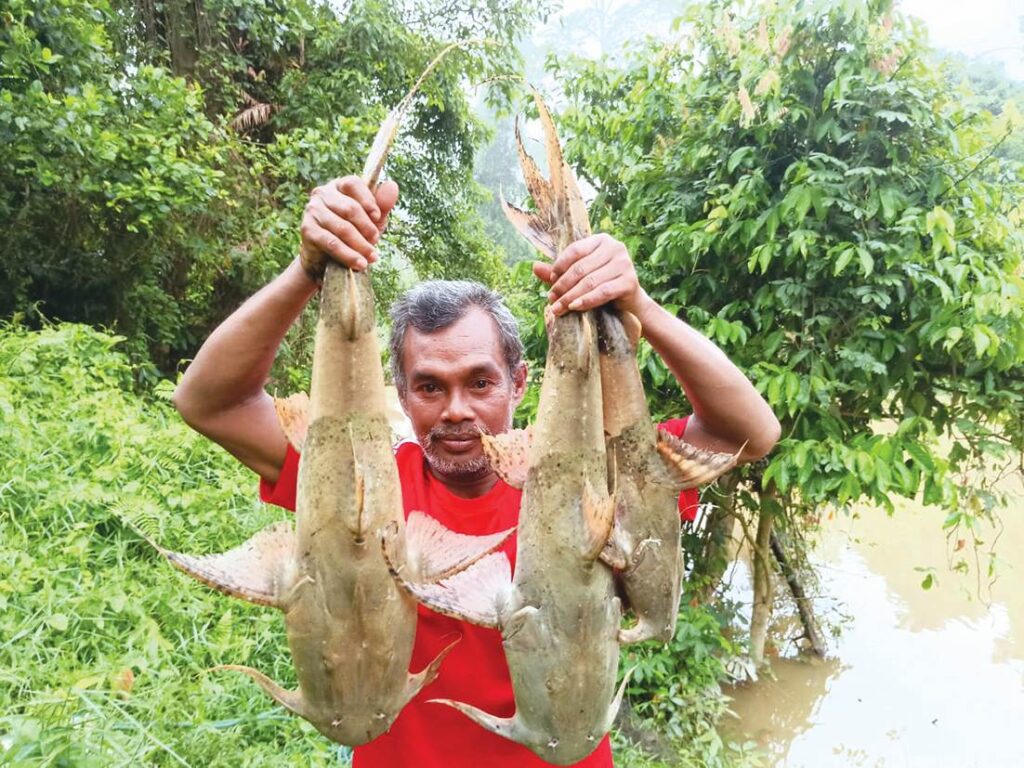 Rezeki lumayan ikan ‘komando’