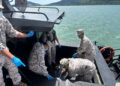 Bot karam Pulau Pangkor: 4 lagi mayat PATI ditemui
