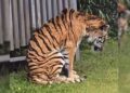 Haiwan kurus di zoo Jepun bukan Harimau Malaya