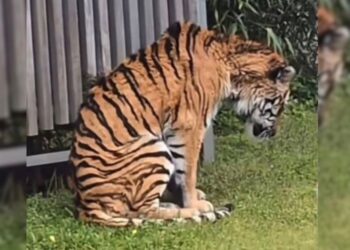 Haiwan kurus di zoo Jepun bukan Harimau Malaya