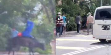 [VIDEO] Anggota APM cedera ditanduk lembu korban