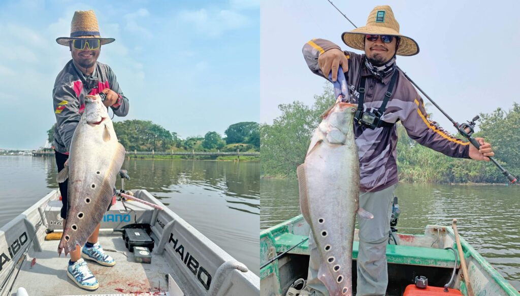 Mengilat belida bintik di Sungai Sarawak
