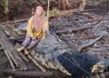 Buaya gergasi ganggu penduduk kampung kecundang