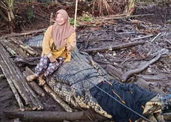 Buaya gergasi ganggu penduduk kampung kecundang