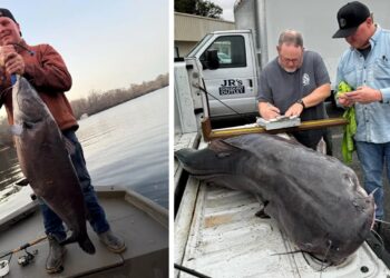 ‘Raja sungai’, catfish biru berat lebih 33 kilogram kecundang