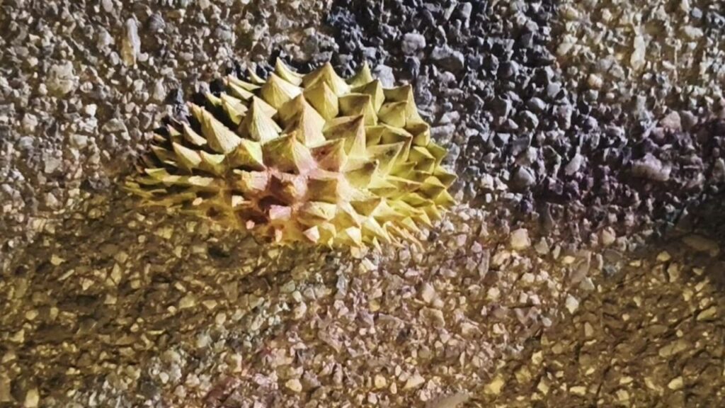 Wanita berjoging diserang 2 lelaki guna kulit durian