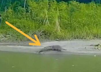 Penduduk tangkap buaya pakai tombak