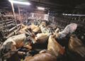 ‘Penjual lembu ada 10, pembeli cuma 5’