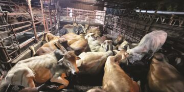 ‘Penjual lembu ada 10, pembeli cuma 5’