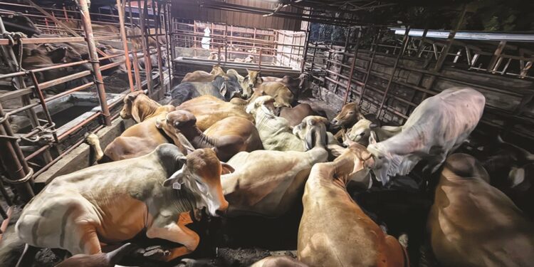 ‘Penjual lembu ada 10, pembeli cuma 5’
