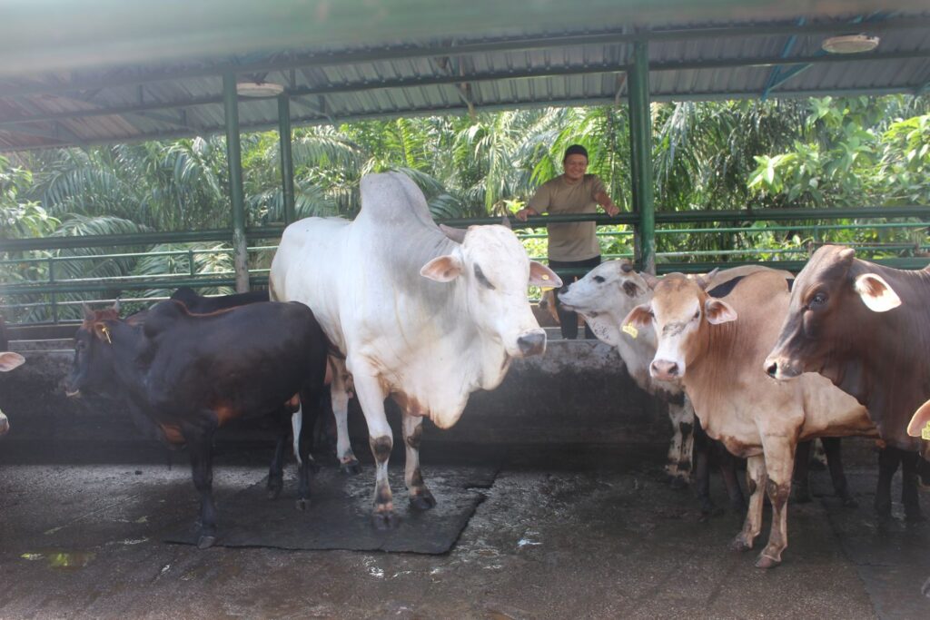 Cubaan pertama lulusan kejuruteraan jual lembu korban