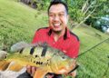 Menebing peacock bass di tasik tadahan hujan
