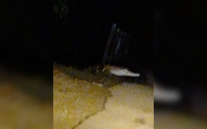 Buaya panjang tiga meter naik jambatan