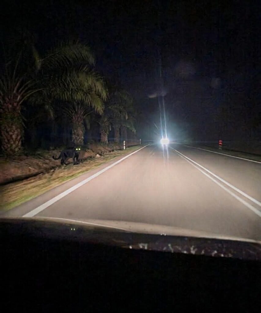 Harimau kumbang Pahang sesat?