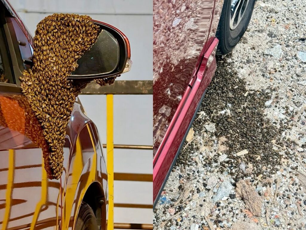 Wanita panik, lebah kerumun cermin kereta