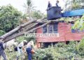 Angkara pokok petai