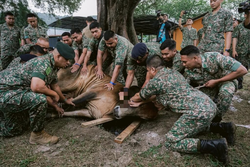 18 ekor lembu ‘tumbang’ di Kem Sungai Besi