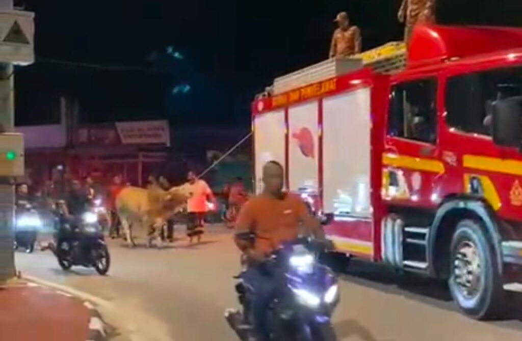 Kecoh, lembu terlepas masuk pekan