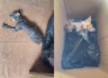 Siapa lemaskan anak kucing dalam kotak berbungkus?