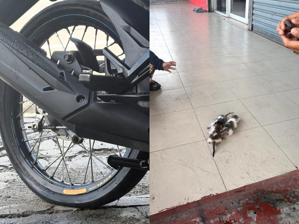 ‘Tersadai tepi jalan, ada orang buang kucing dalam tong sampah’