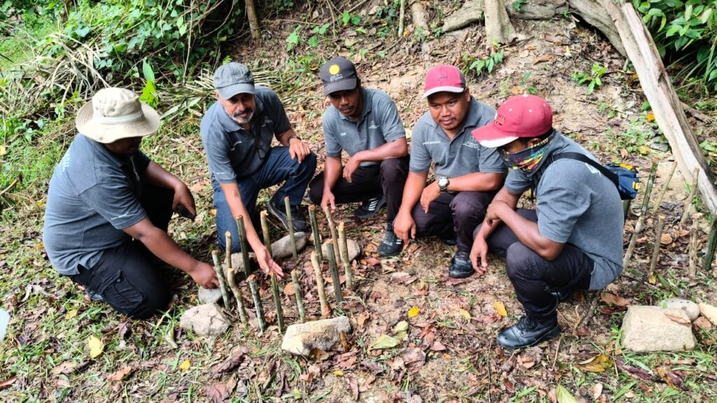 Cendawan Susu Rimau berjaya dipulihara di Lenggong