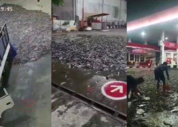 Stesen minyak ‘dibanjiri’ beribu-ribu ikan keli