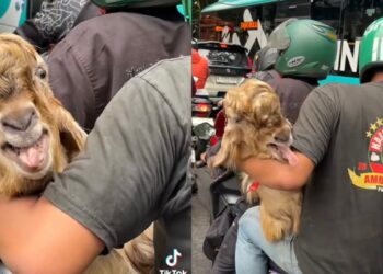 2 lelaki bawa kambing naik motosikal
