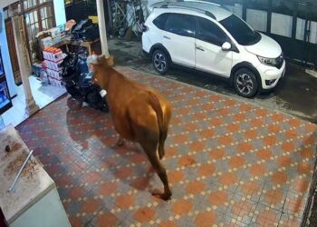 Belum raya korban, lembu ‘jenguk’ rumah