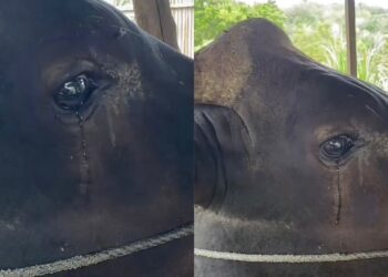 Lembu nangis, sedih dijual 