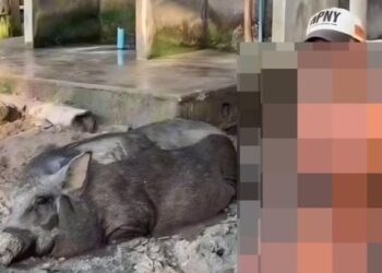 Pelancong wanita mandi lumpur dengan babi