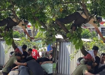 Lelaki sanggup jadi ‘Spiderman’, rakam lembu disembelih