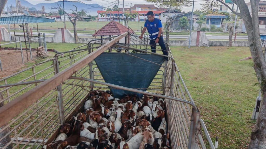 Cubaan pindah 101 ekor kambing dipatahkan JPV Perak
