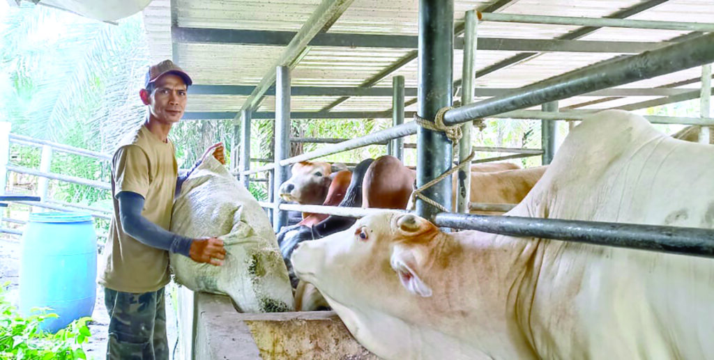 ‘Dua ekor lembu sado saya tidak terjual’