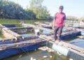 5,000 tilapia mati akibat kemarau