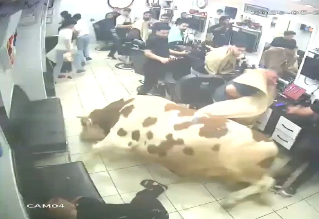 Lembu korban 1.5 tan naik minyak, rempuh kedai